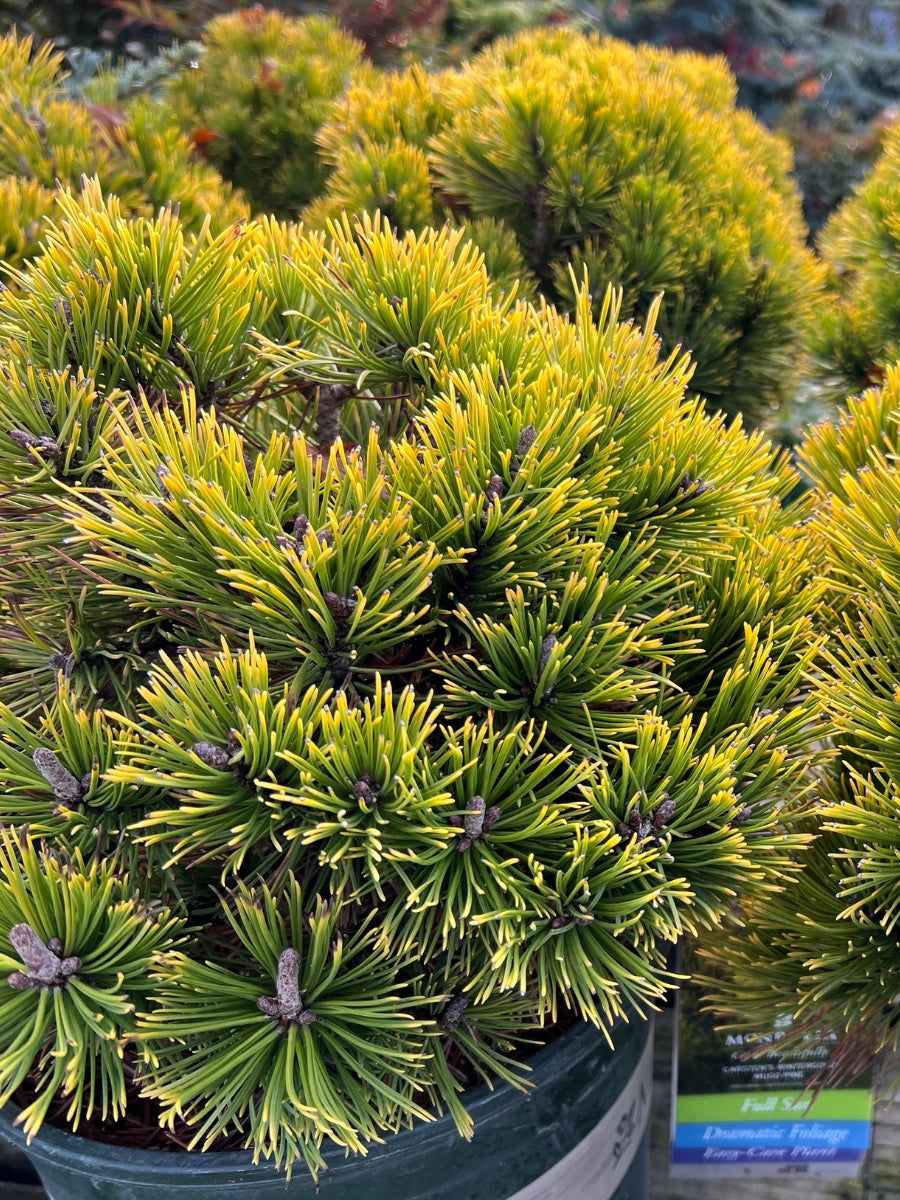 Carsten's Wintergold Mugo Pine