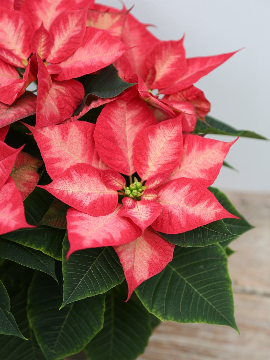 Poinsettia 'Christmas Beauty Princess'