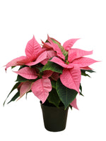 Poinsettia 'Christmas Glory Pink' 4"