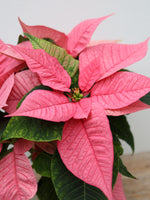 Poinsettia 'Christmas Glory Pink' 4"