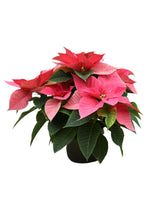 Poinsettia 'Christmas Beauty Pink' 6"