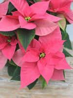 Poinsettia 'Christmas Beauty Pink' 6"