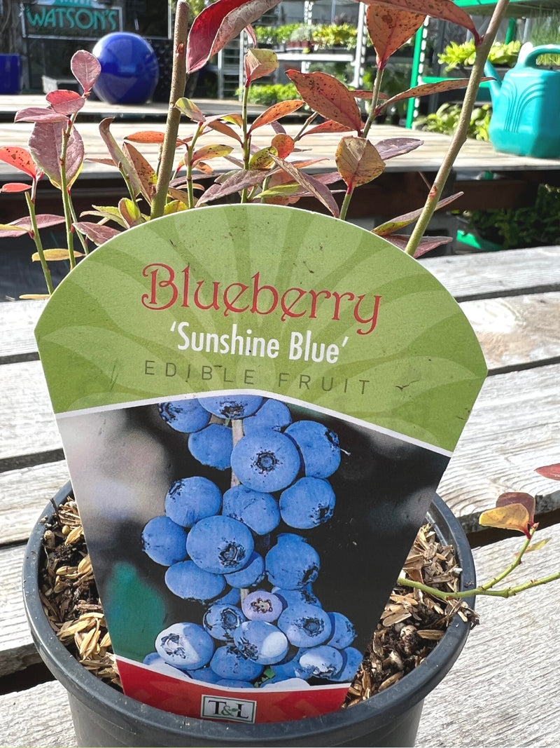 Blueberry 'Sunshine Blue' Qt.