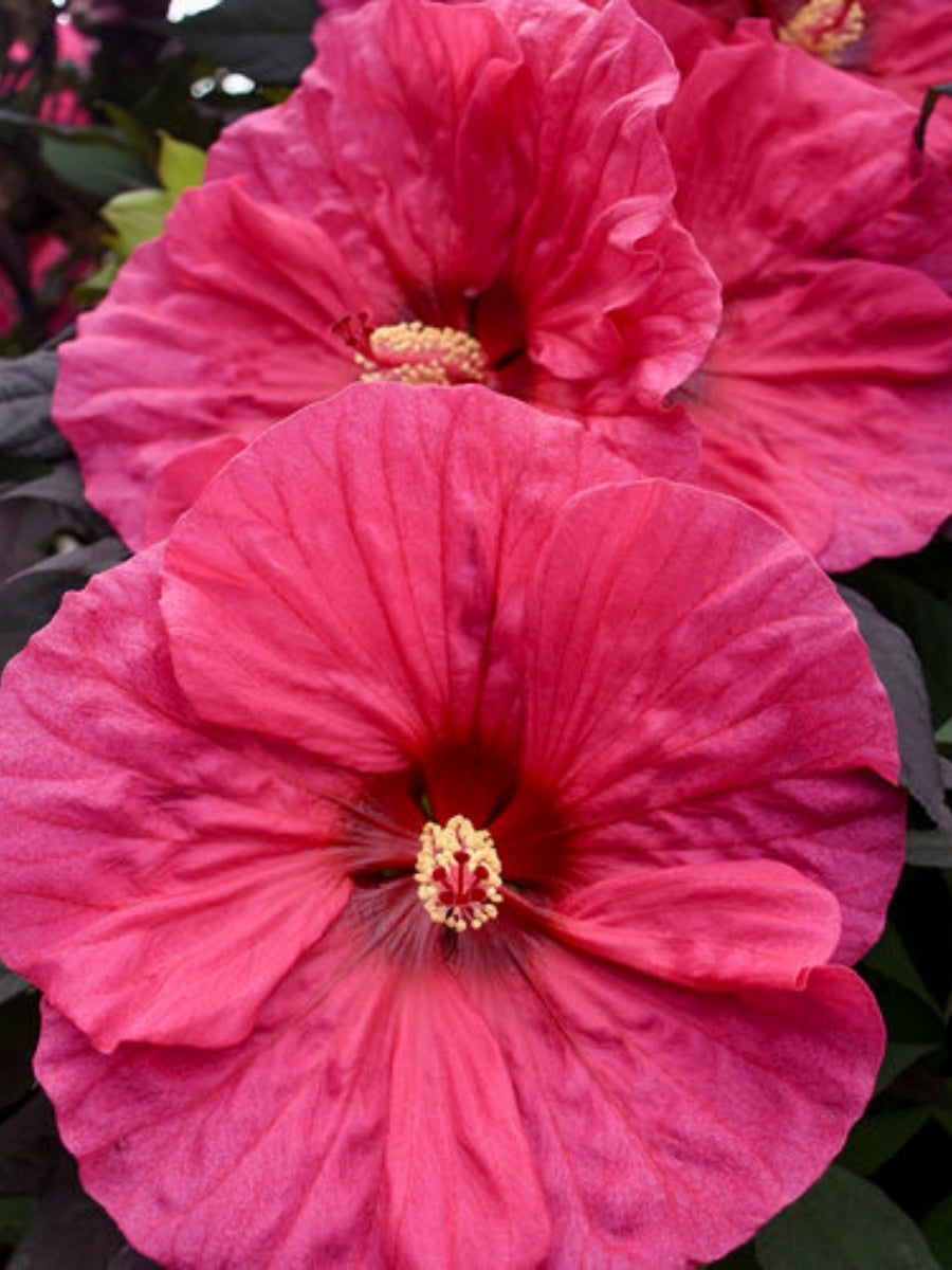 Hardy Hibiscus Summerific® 'Evening Rose' 3G