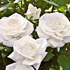 Hybrid Tea | Sugar Moon