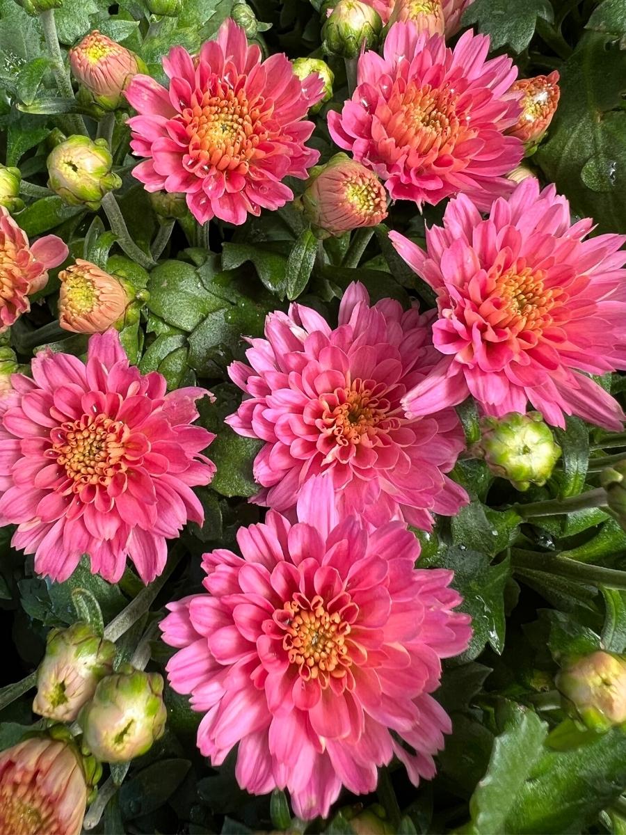 Mum 'Flamingo Neon Pink'