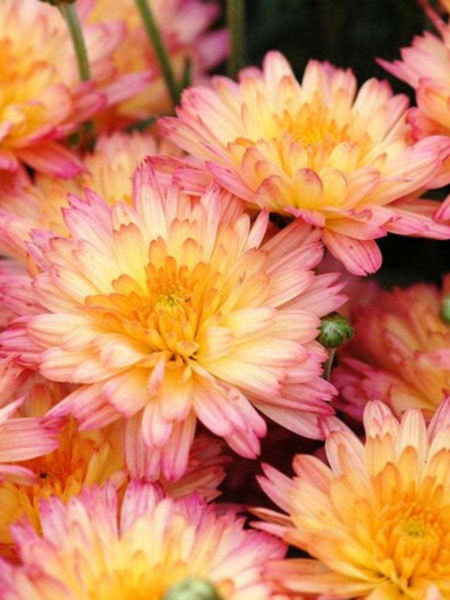 Mum 'Flamingo Pineapple Pink'