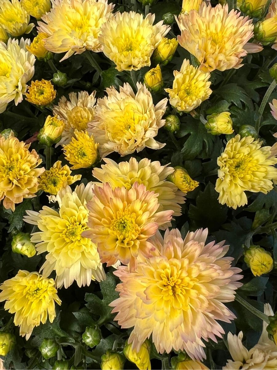 Mum 'Flamingo Pineapple Pink'