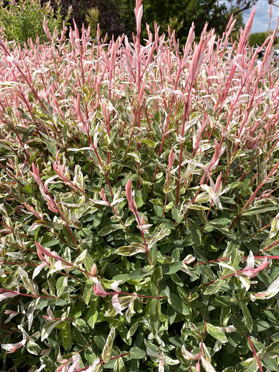 Flamingo Dappled Willow