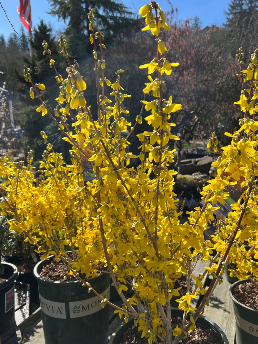 Forsythia 'Magical Gold'