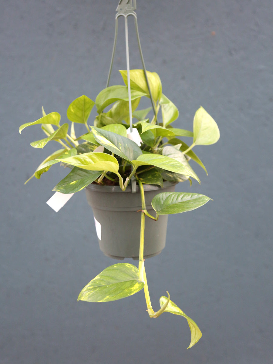 Hanging Basket Golden Pothos 6