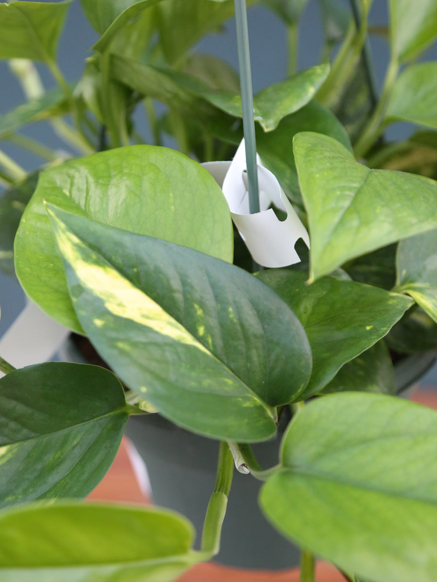 Hanging Basket Golden Pothos 6