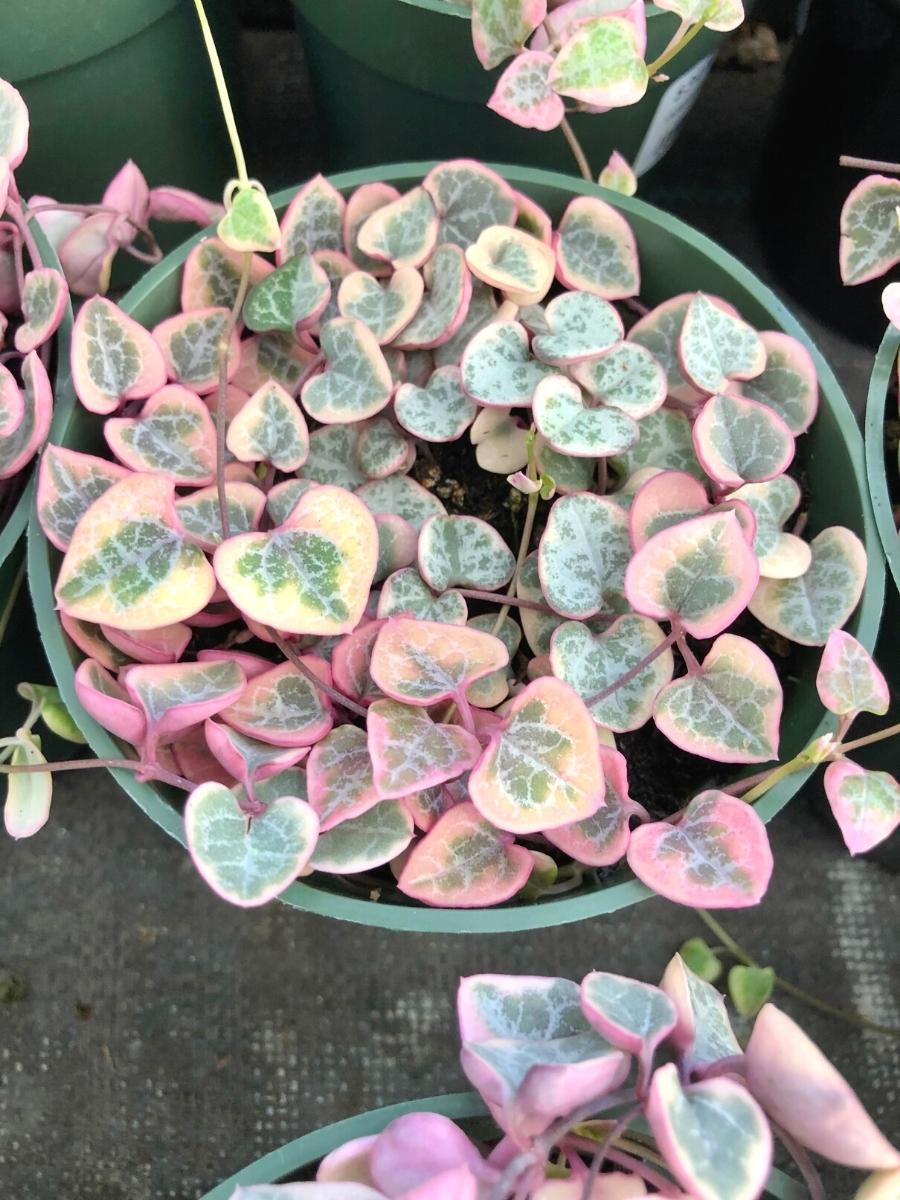 Variegated String of Hearts 4"