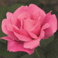 Hybrid Tea | Perfume Delight