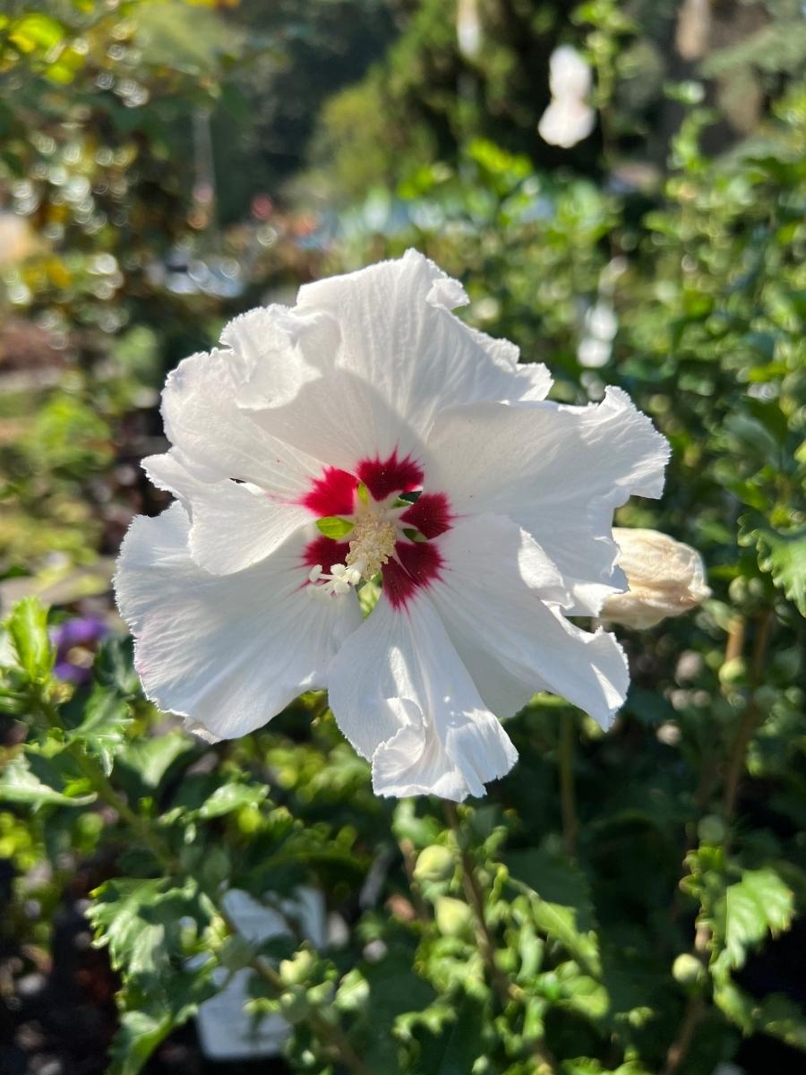 Hibiscus Rose of Sharon 'Helene' 2G