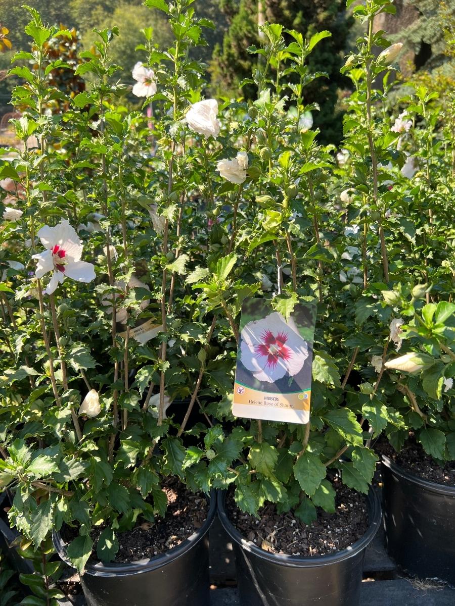 Hibiscus Rose of Sharon 'Helene' 2G