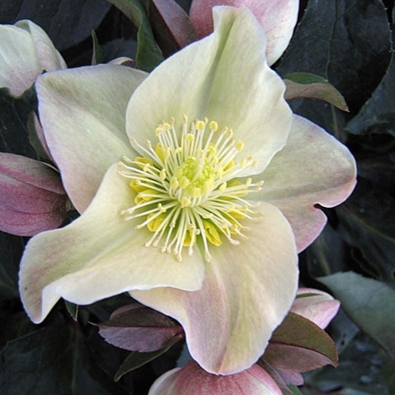 Hellebore 'Cinnamon Snow'