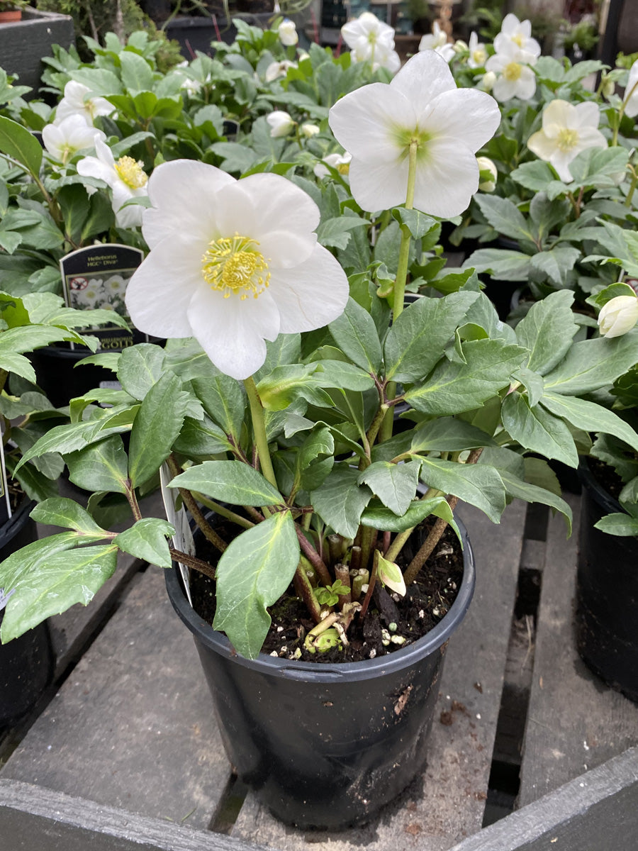 Hellebore 'Diva'