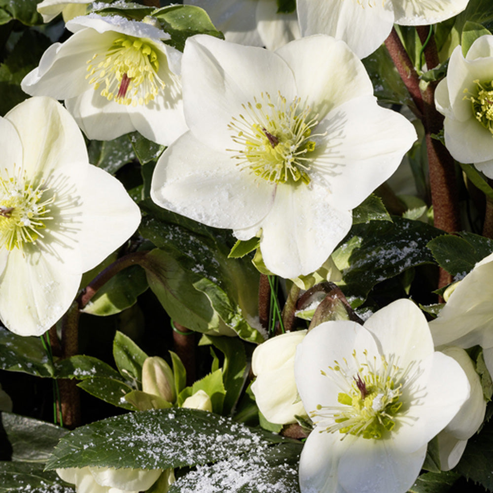 Hellebore Ice N' Roses® White