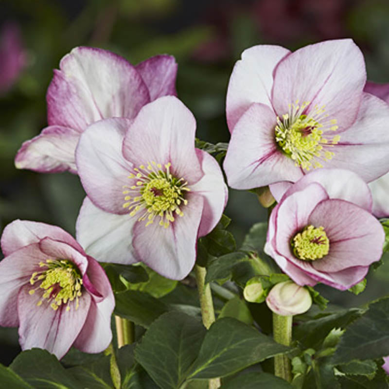 Hellebore 'Liara' 1G