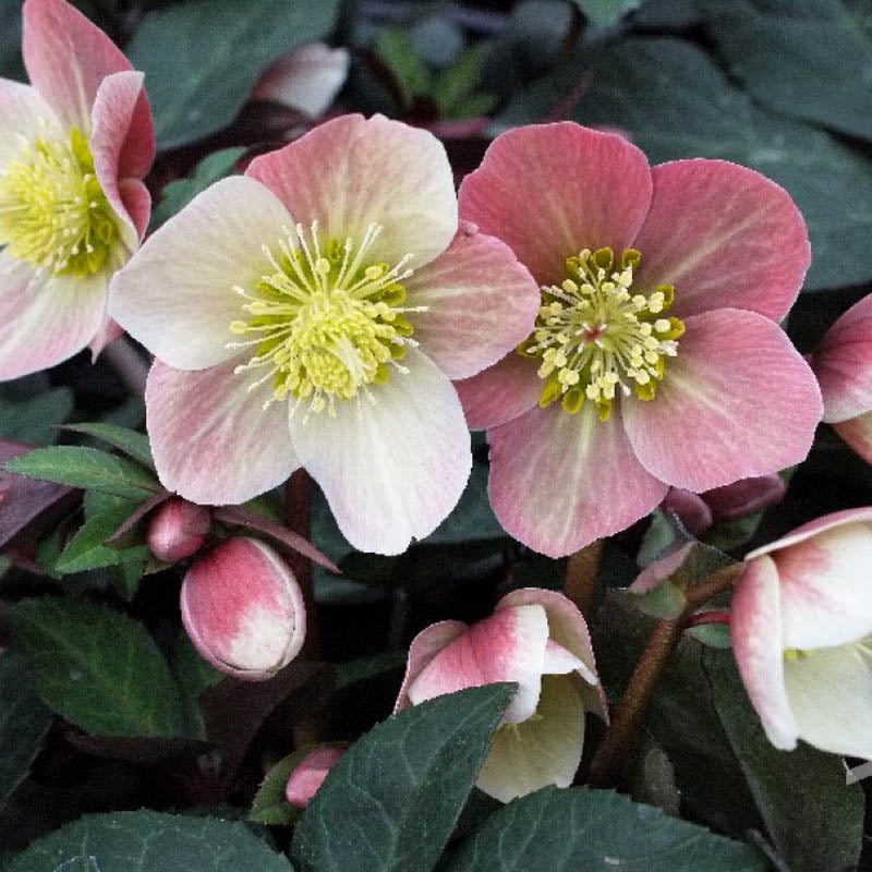 Hellebore 'Merlin' 1G