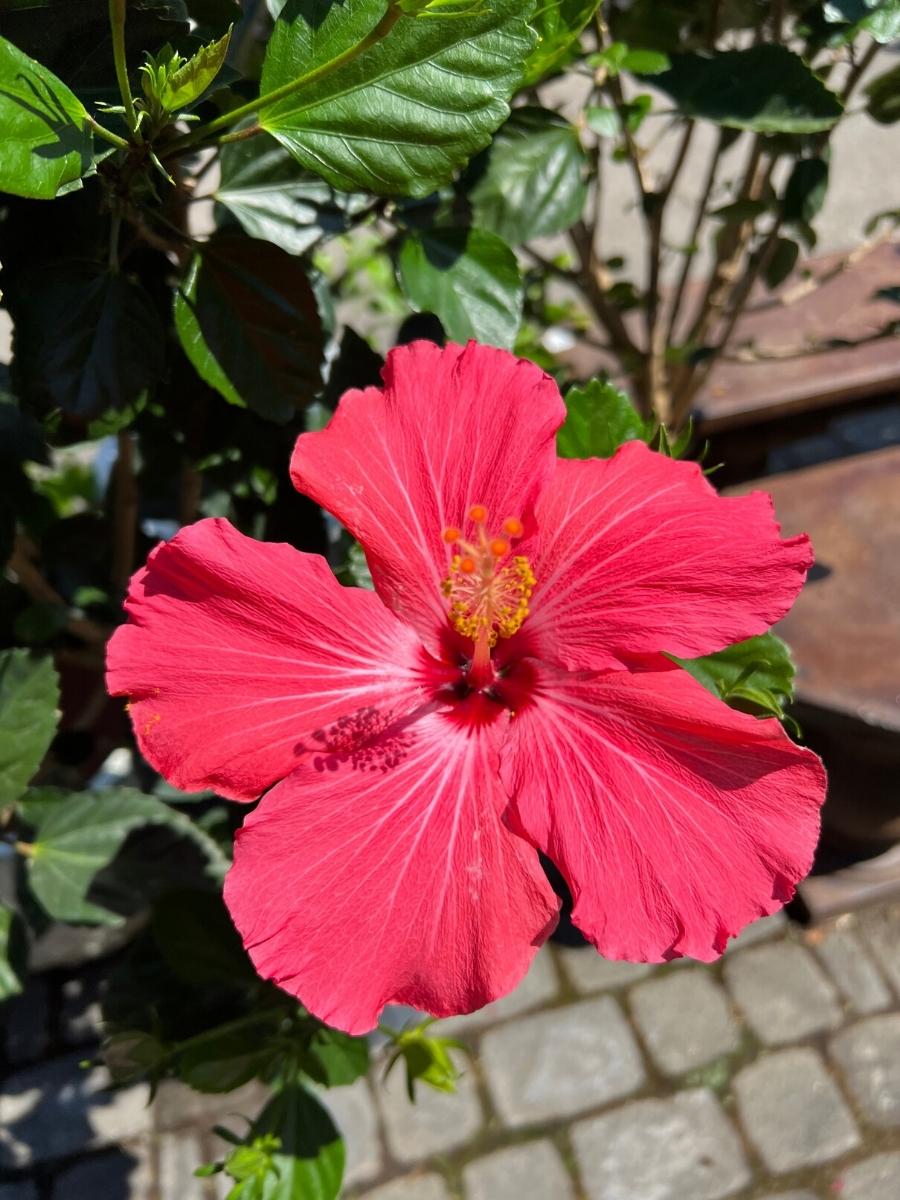 Hibiscus Tropical Braid 10"