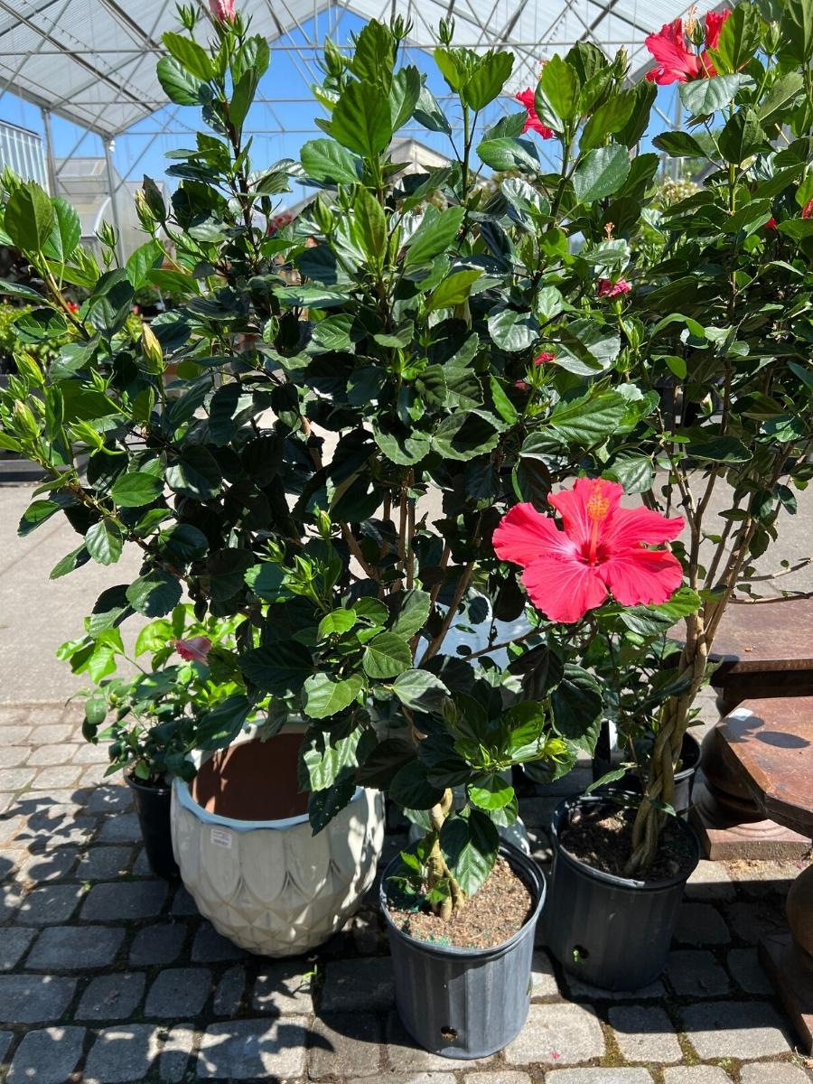 Hibiscus Tropical Braid 10"