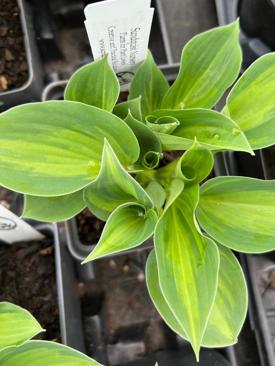 Hosta 'Tick Tock' Qt.