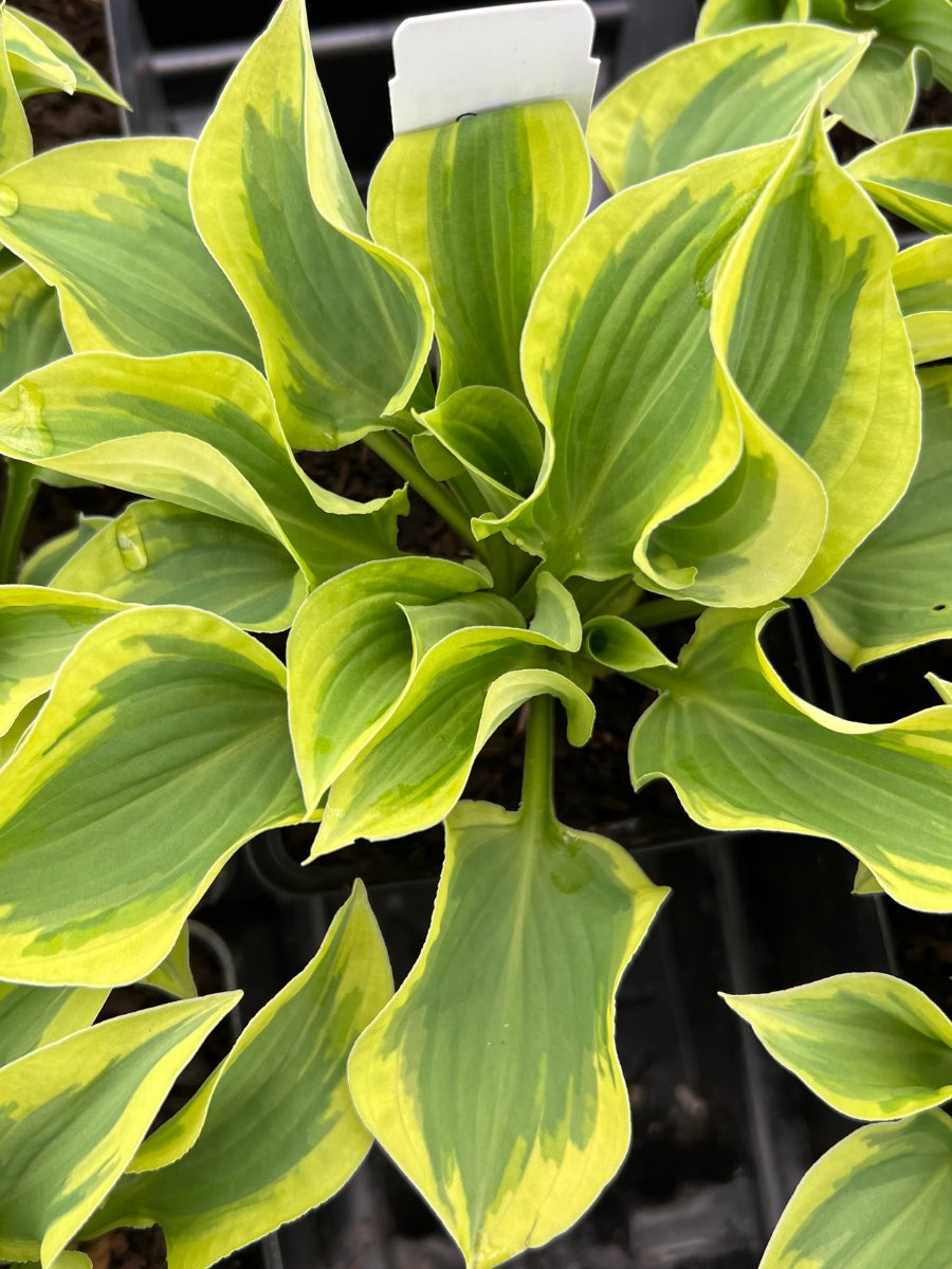 Hosta 'Wrinkle in Time' Qt.