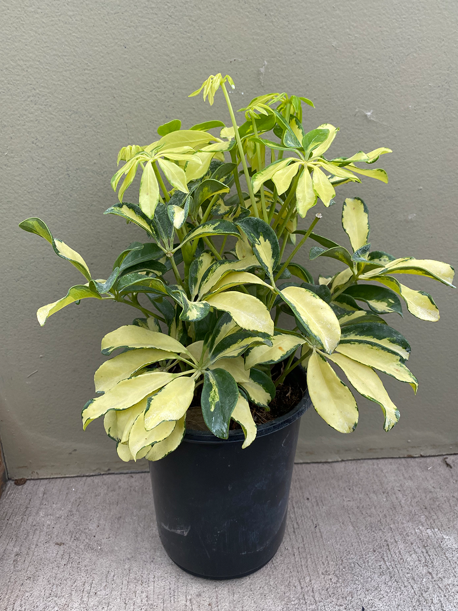 Schefflera Arboricola 6