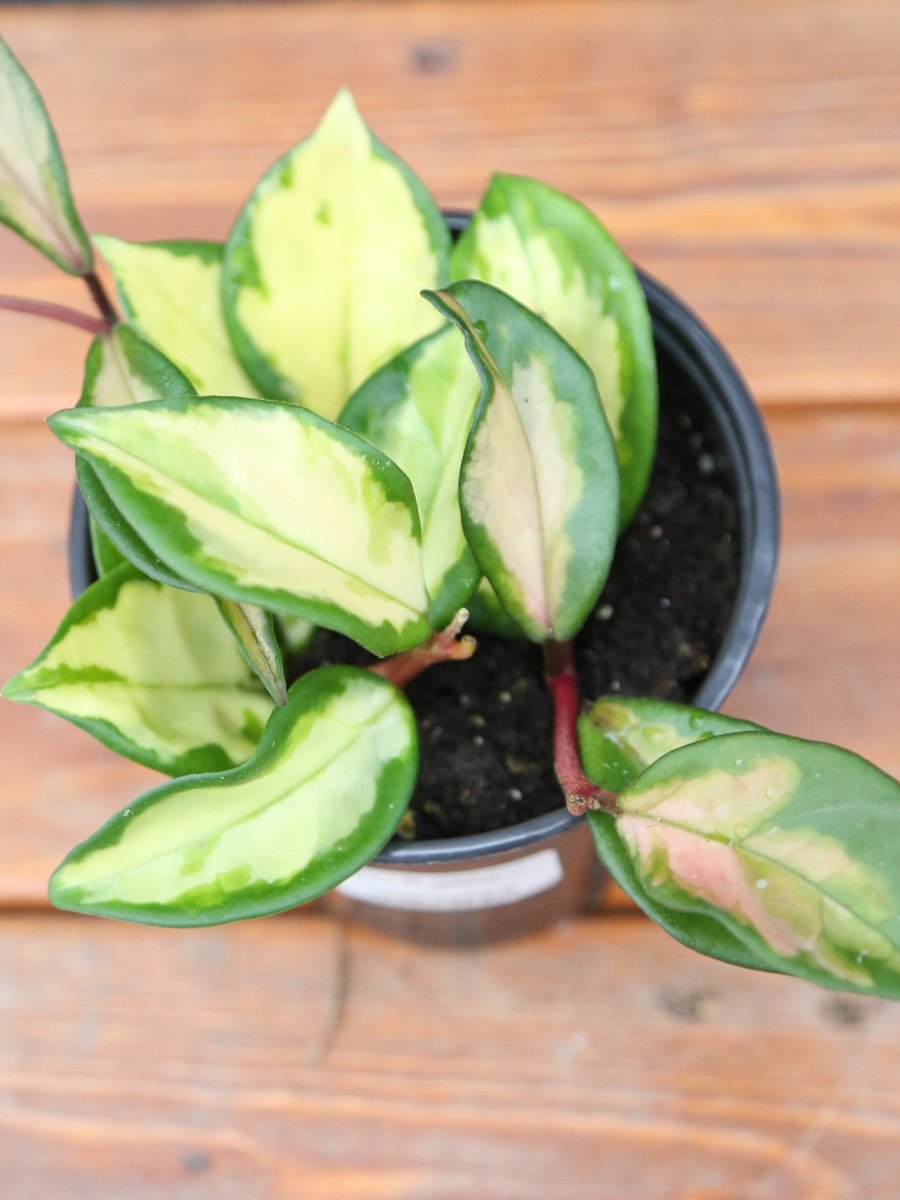 Hoya 'Krimson Queen'