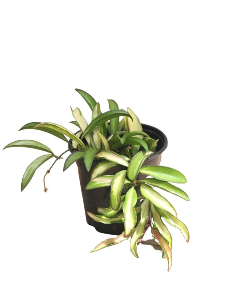 Hoya 'Wayetii' 4"