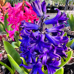 Hyacinth Potted Bulb 4"