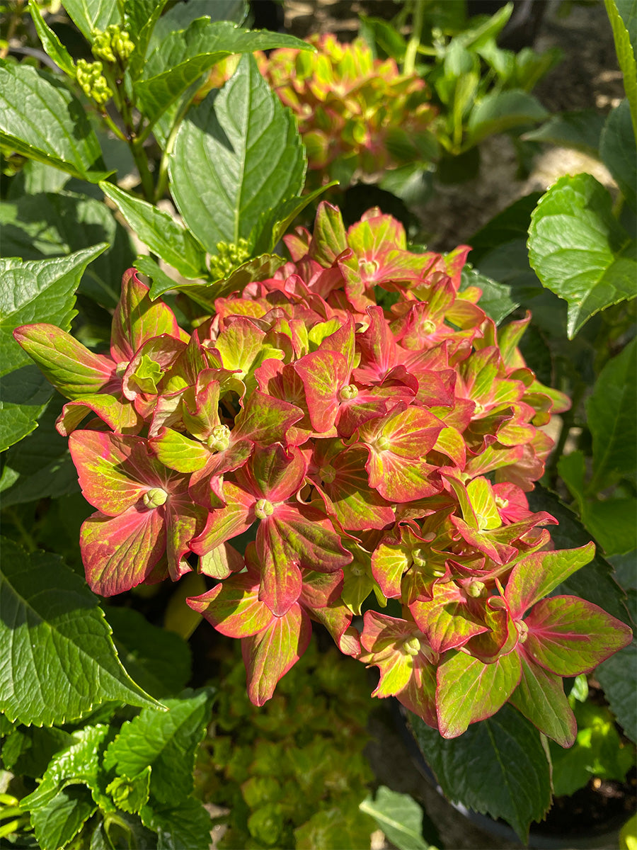 Hydrangea Macrophylla | Pistachio