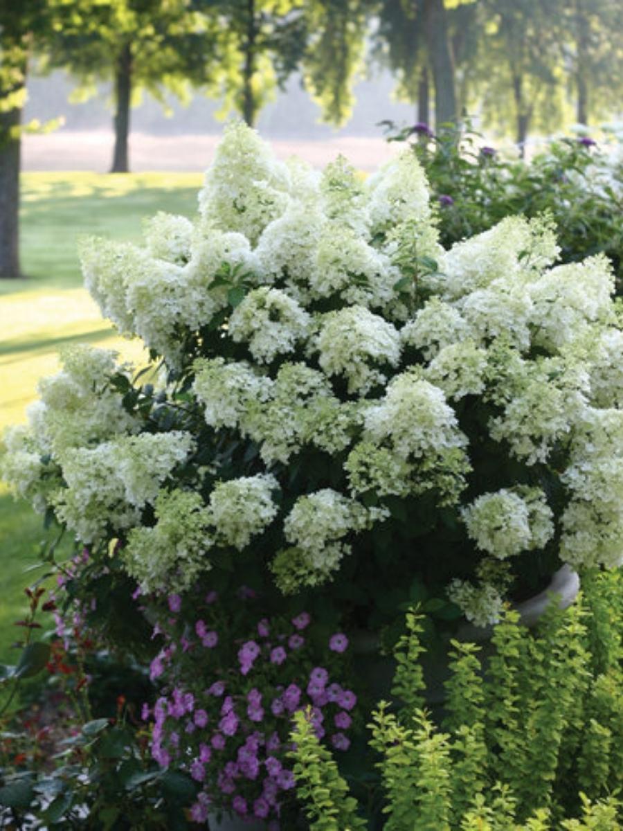Hydrangea Panicle | Bobo