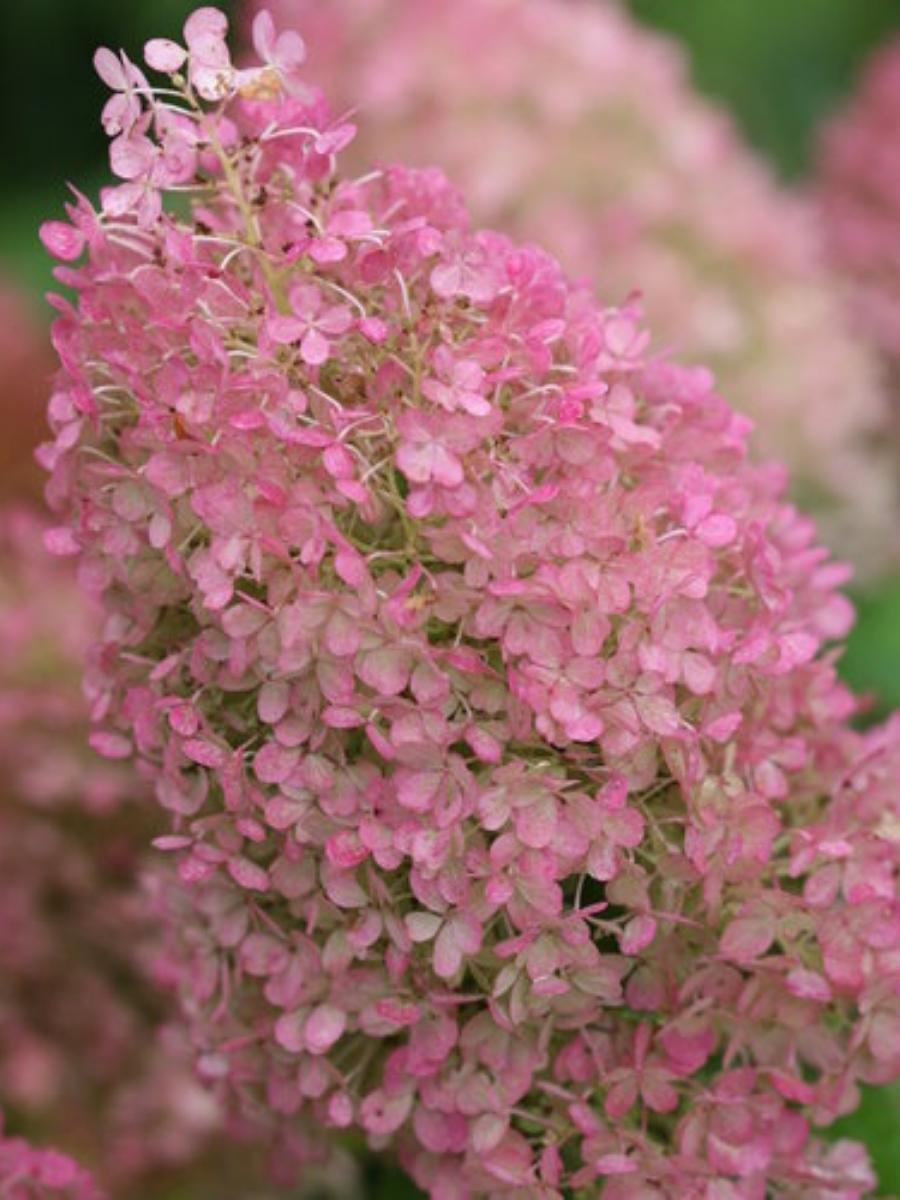 Hydrangea Panicle | Bobo
