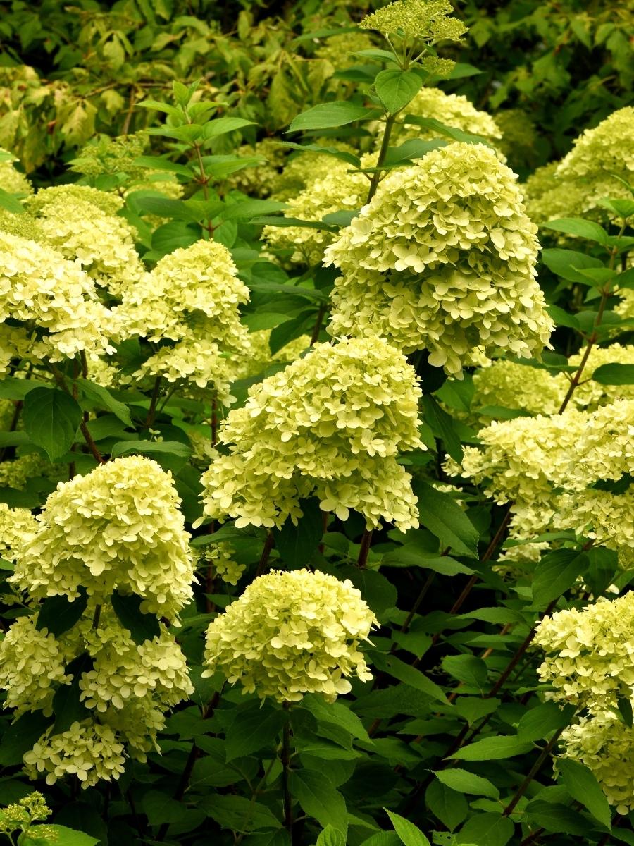 Hydrangea Panicle | Limelight