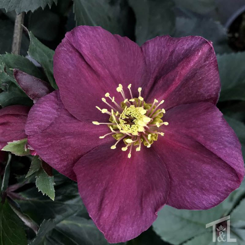 Hellebore Ice N' Roses 'Early Red'