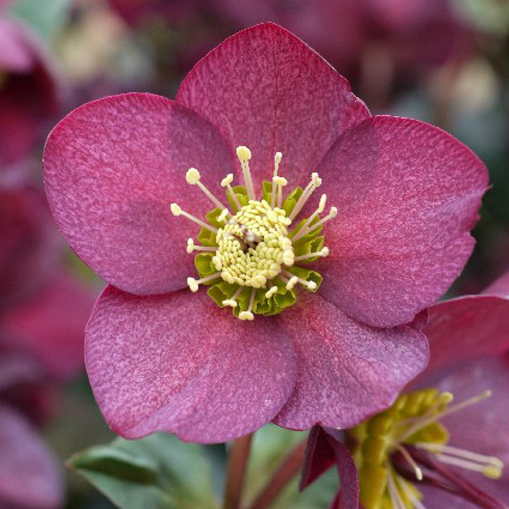 Hellebore Ice N' Roses Red 1G