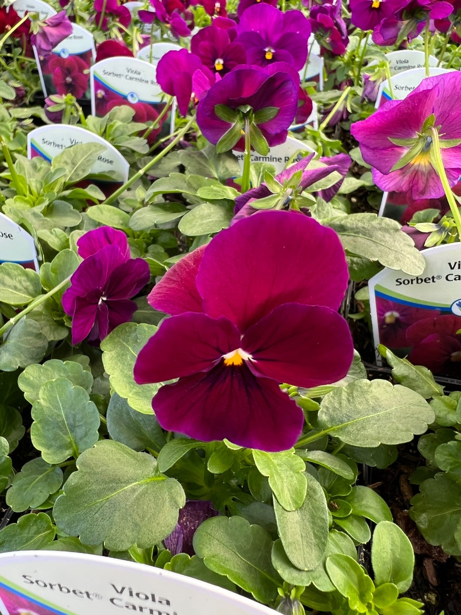 Violas