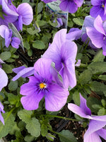 Violas