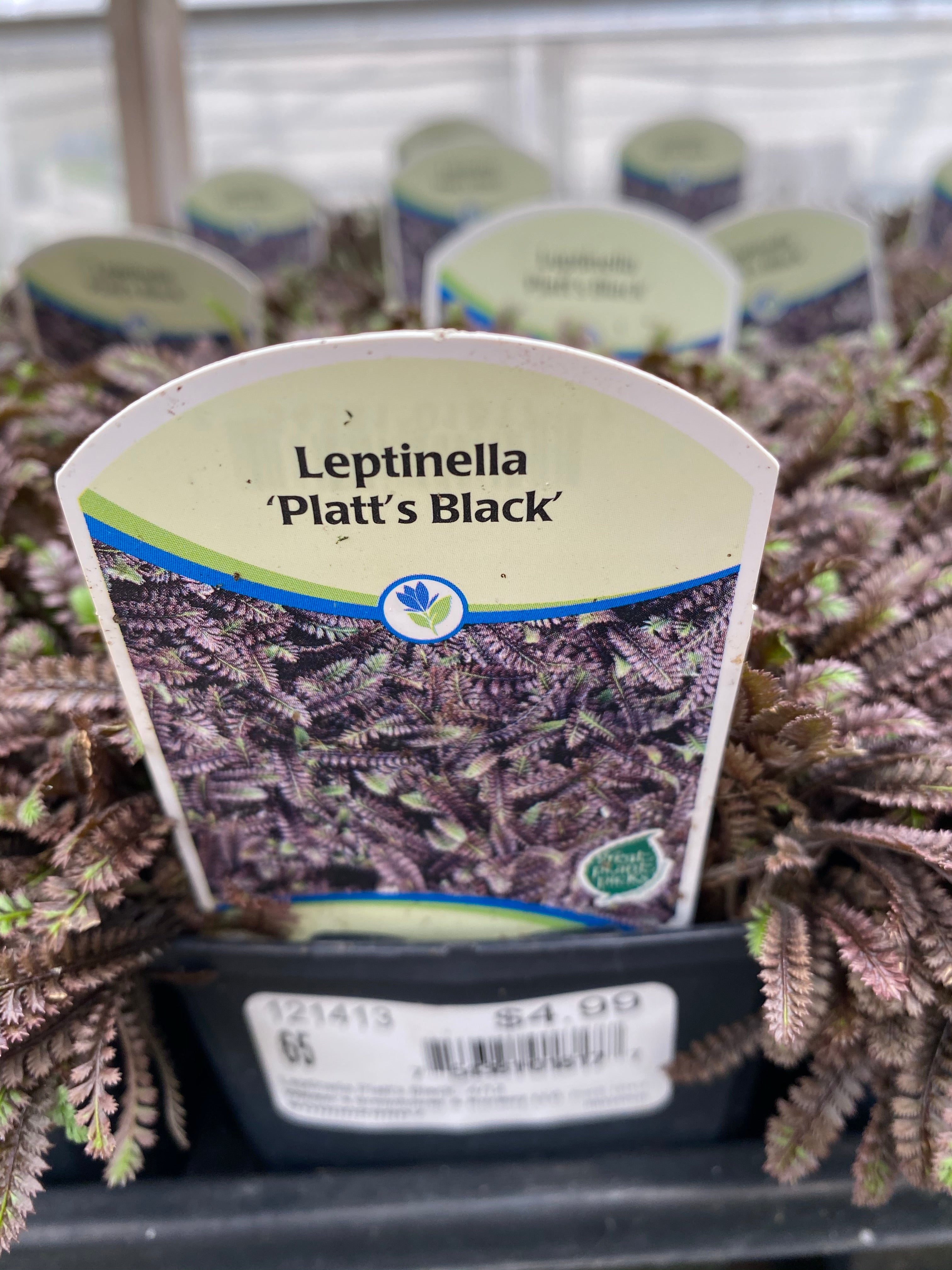 Leptinella 'Platt's Black' 4