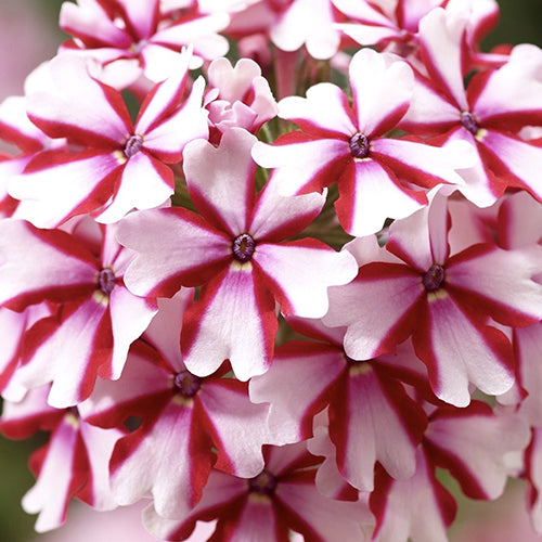Verbena Lanai® Candy Cane 4"