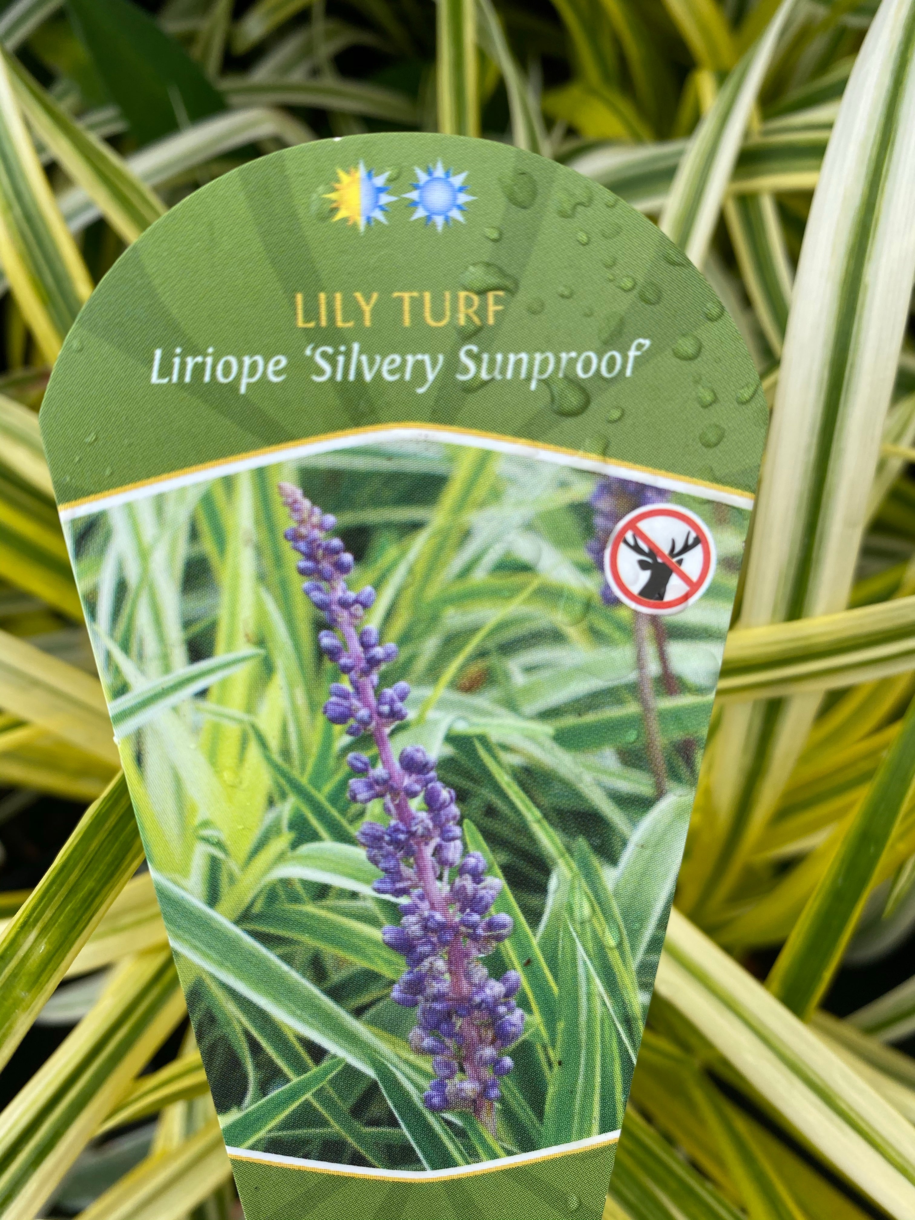 Lily Turf ‘Silvery Sunproof’ 1G