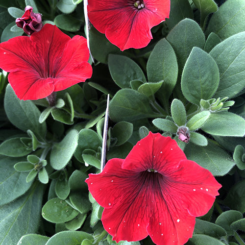 Petunia Easy Wave®️ Red