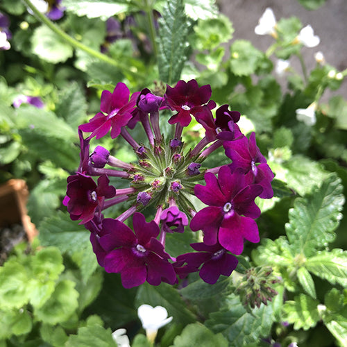 Watson's Greenhouse 