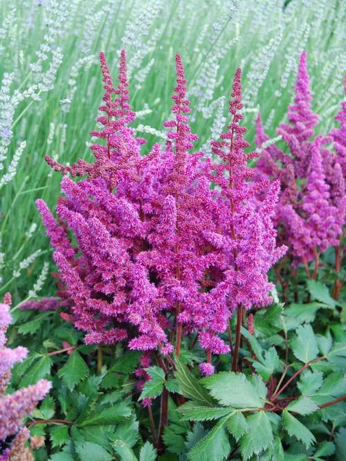 Astilbe ‘Visions in Red’ 1G