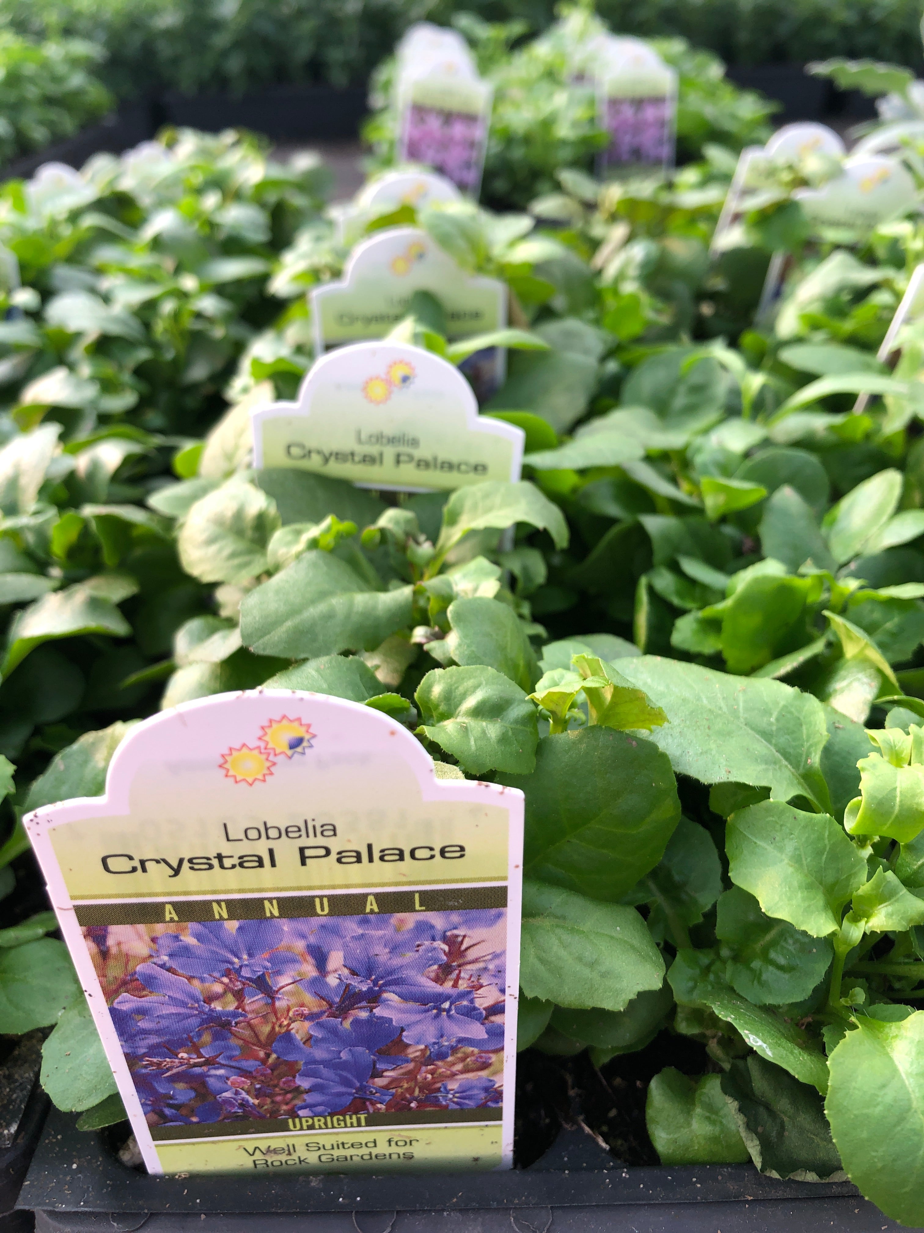 Lobelia 'Crystal Palace' Pack
