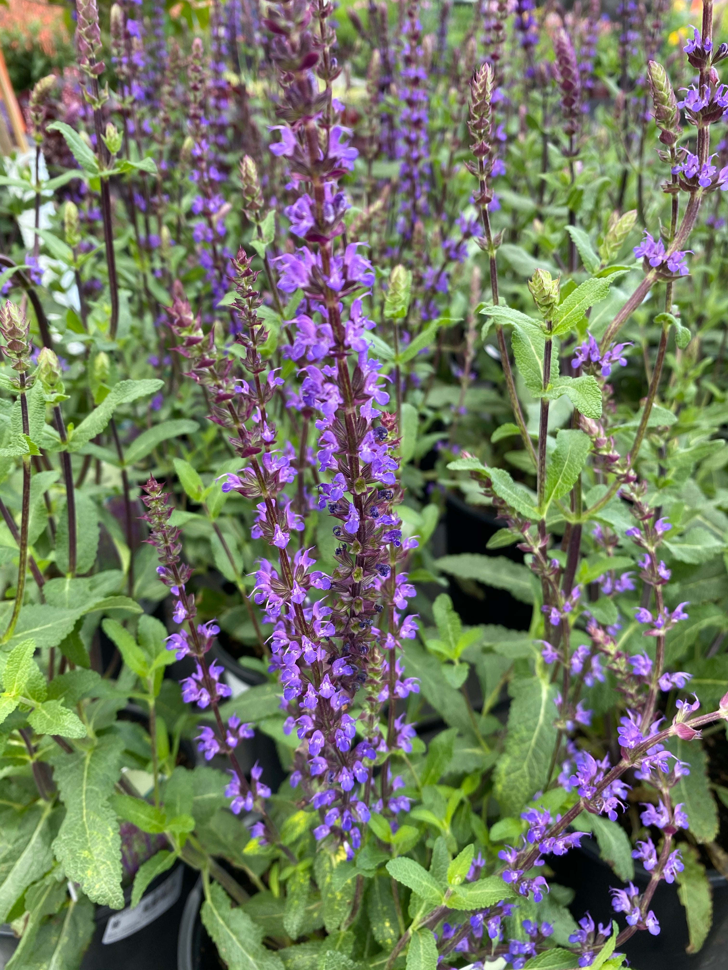 Watson's Greenhouse 