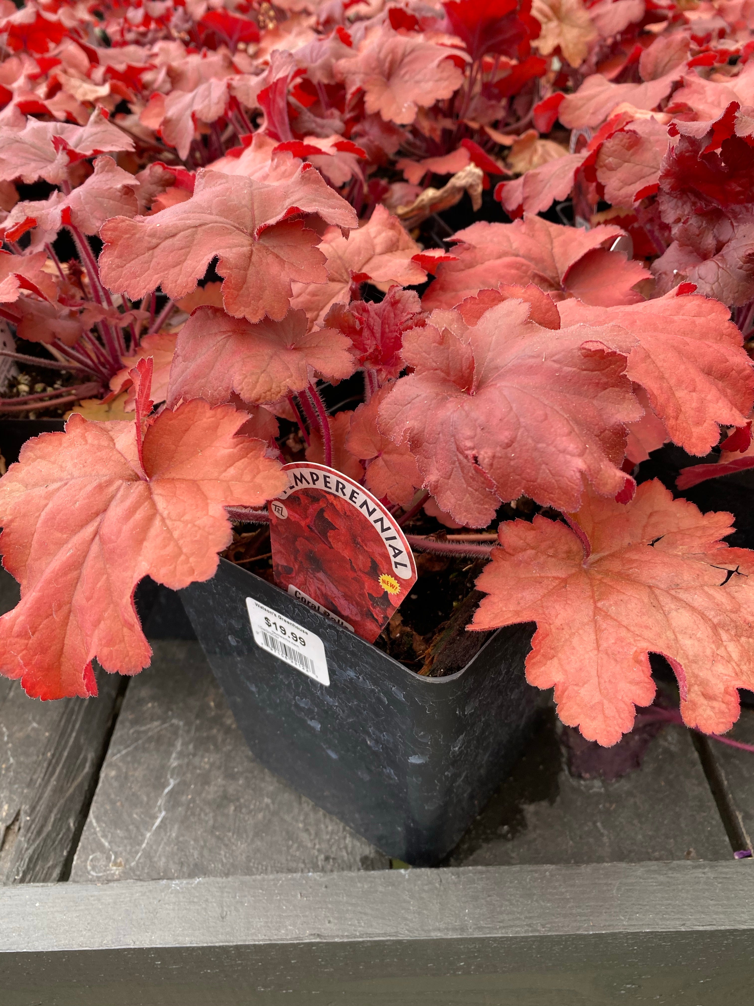 Heuchera 'Fire Alarm'